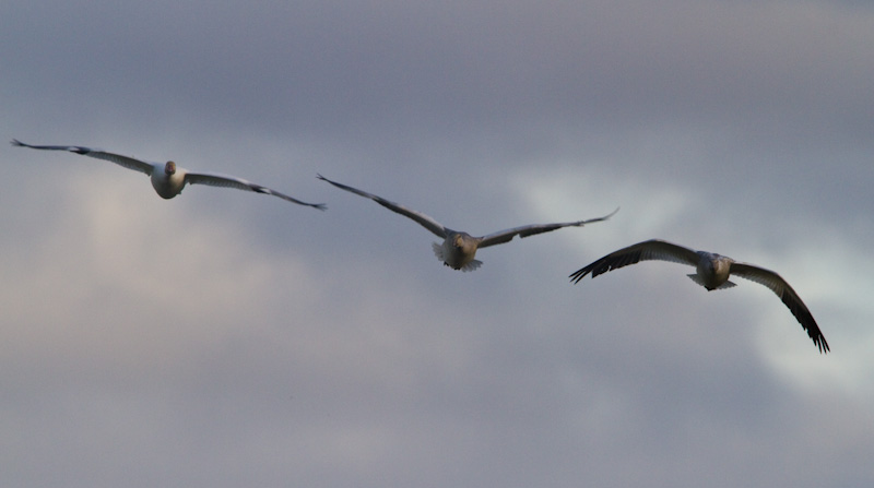 Snow Geese In Flight